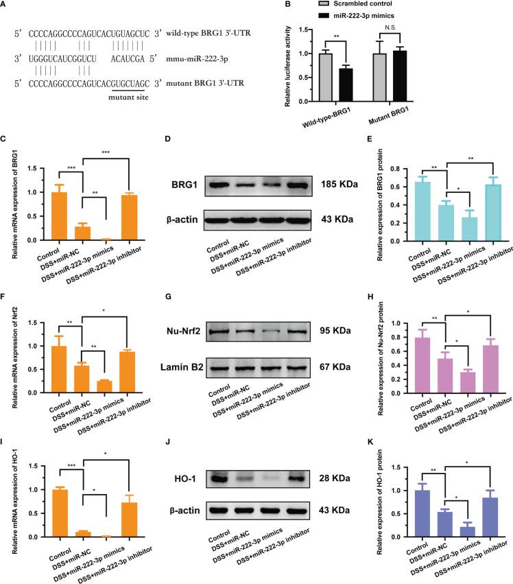 https://cdn.ncbi.nlm.nih.gov/pmc/blobs/d25c/9911687/6fca8957995c/fimmu-14-1089809-g003.jpg