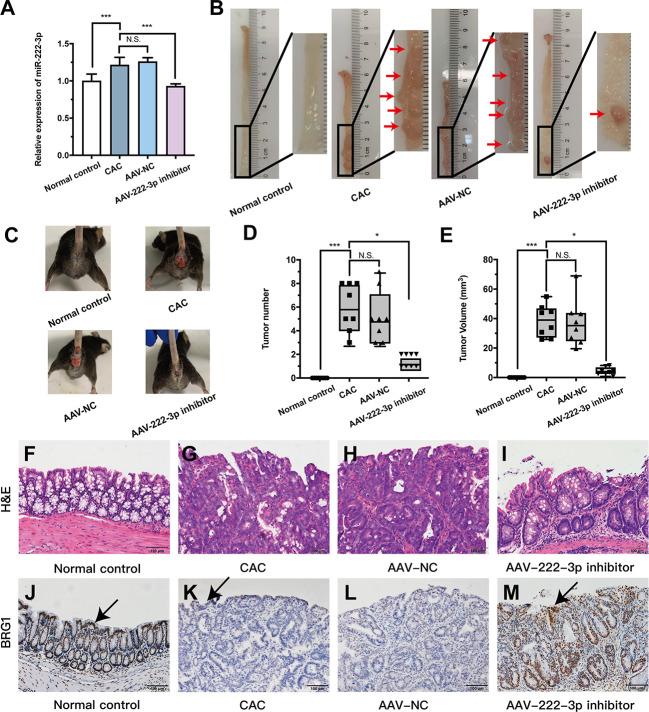 https://cdn.ncbi.nlm.nih.gov/pmc/blobs/d25c/9911687/7ceb281f5360/fimmu-14-1089809-g007.jpg