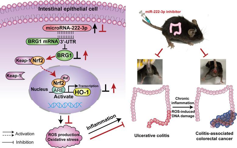 https://cdn.ncbi.nlm.nih.gov/pmc/blobs/d25c/9911687/930c152a02b3/fimmu-14-1089809-g001.jpg