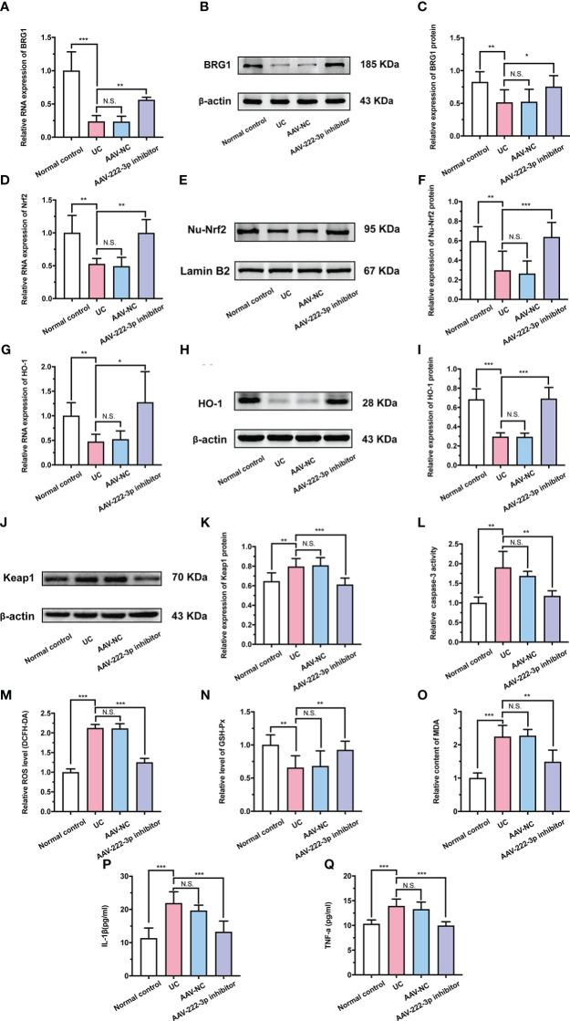https://cdn.ncbi.nlm.nih.gov/pmc/blobs/d25c/9911687/98b5add79411/fimmu-14-1089809-g006.jpg