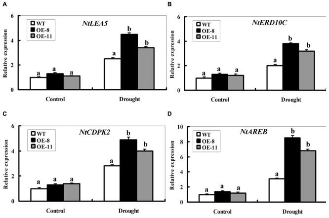 https://cdn.ncbi.nlm.nih.gov/pmc/blobs/d25d/4709446/c41a3dac4548/fpls-06-01223-g007.jpg