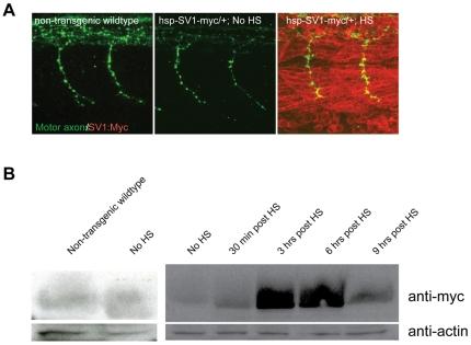 https://cdn.ncbi.nlm.nih.gov/pmc/blobs/d260/2809748/9c120d95b28c/pone.0008843.g002.jpg