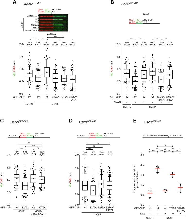 https://cdn.ncbi.nlm.nih.gov/pmc/blobs/d262/11983131/5a655b80a146/gkaf278fig1.jpg