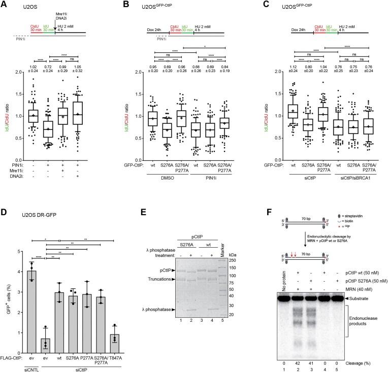 https://cdn.ncbi.nlm.nih.gov/pmc/blobs/d262/11983131/82cb5727bb04/gkaf278fig2.jpg