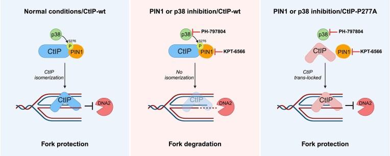 https://cdn.ncbi.nlm.nih.gov/pmc/blobs/d262/11983131/8ec0a2b265d7/gkaf278figgra1.jpg