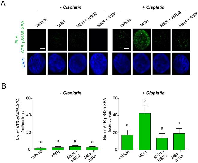 https://cdn.ncbi.nlm.nih.gov/pmc/blobs/d262/5601928/f36be67228d8/41598_2017_12056_Fig5_HTML.jpg