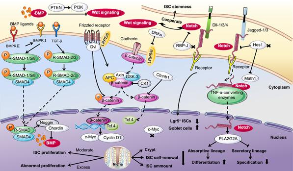 https://cdn.ncbi.nlm.nih.gov/pmc/blobs/d266/10989768/43a0ca6f4203/IMT2-1-e54-g005.jpg