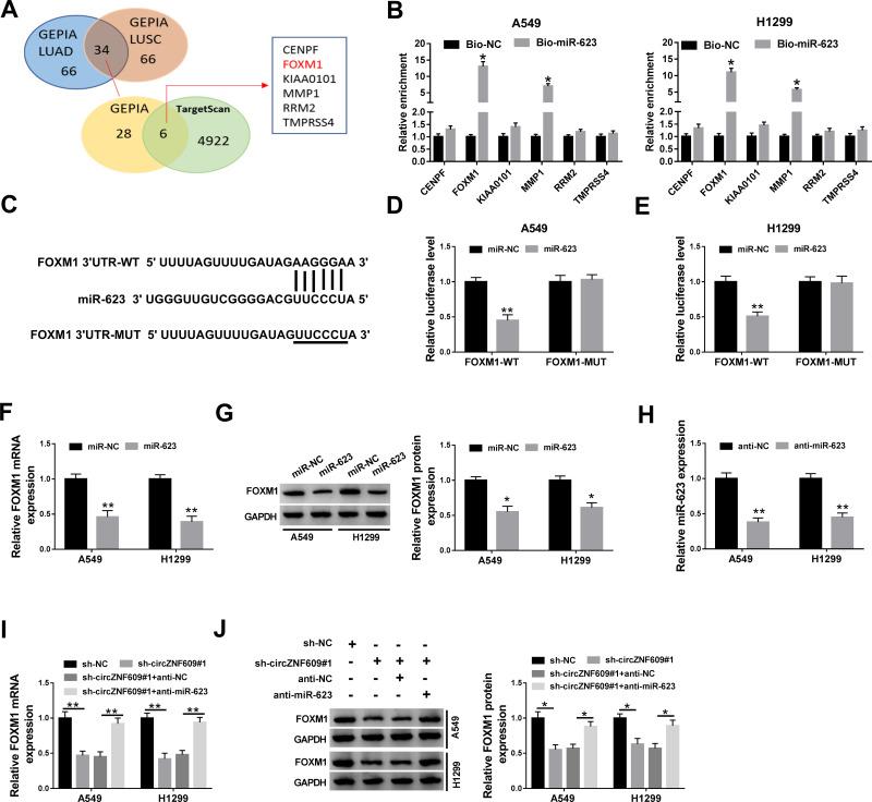 https://cdn.ncbi.nlm.nih.gov/pmc/blobs/d267/7871177/8ae62a231a05/CMAR-13-1029-g0004.jpg