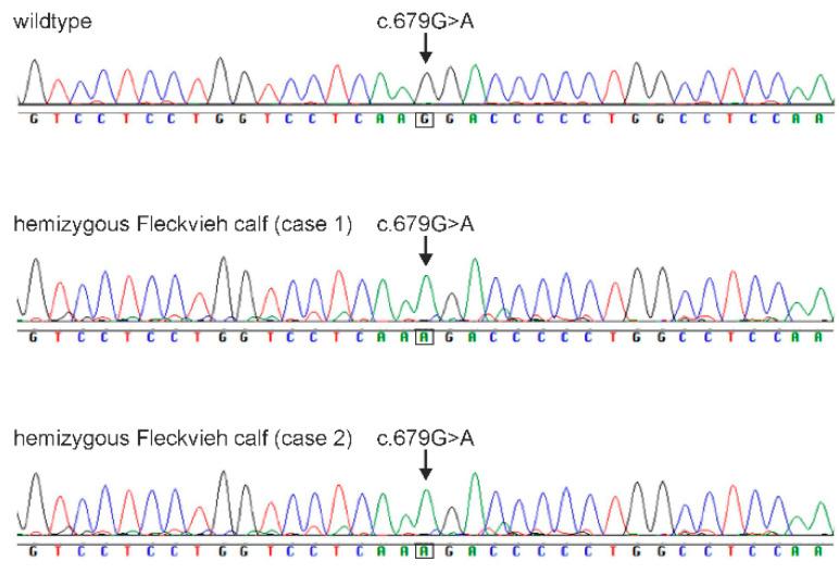 https://cdn.ncbi.nlm.nih.gov/pmc/blobs/d269/10815684/2676e001ff60/genes-15-00008-g006.jpg
