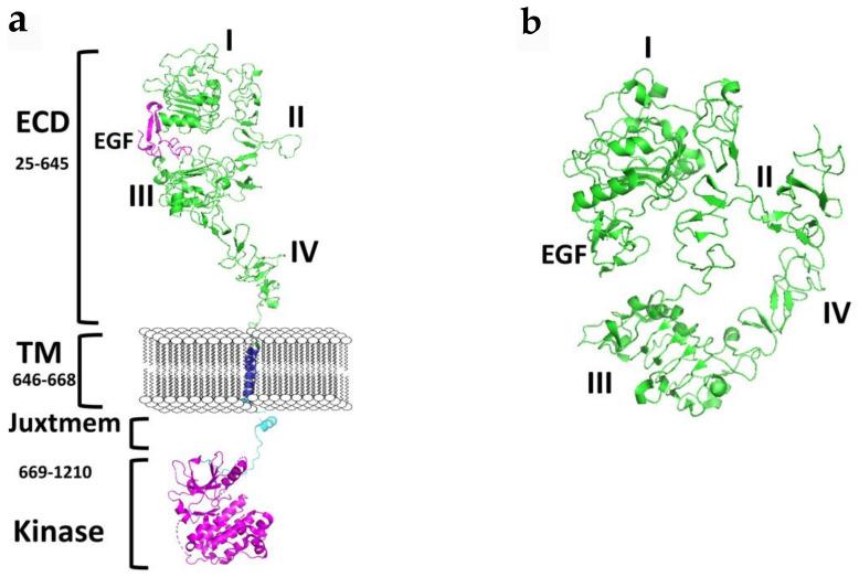 https://cdn.ncbi.nlm.nih.gov/pmc/blobs/d271/7922143/9c6711bbc317/molecules-26-01076-g001.jpg