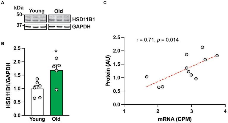 https://cdn.ncbi.nlm.nih.gov/pmc/blobs/d273/10978655/1628cd436514/fnagi-16-1328543-g002.jpg