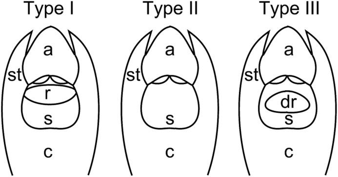 https://cdn.ncbi.nlm.nih.gov/pmc/blobs/d278/4373168/6539ae575e4e/boj0175-0242-f5.jpg