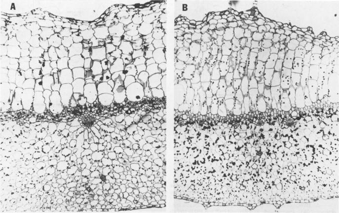 https://cdn.ncbi.nlm.nih.gov/pmc/blobs/d27a/1064456/a8d649c5d658/plntphys00583-0075-a.jpg