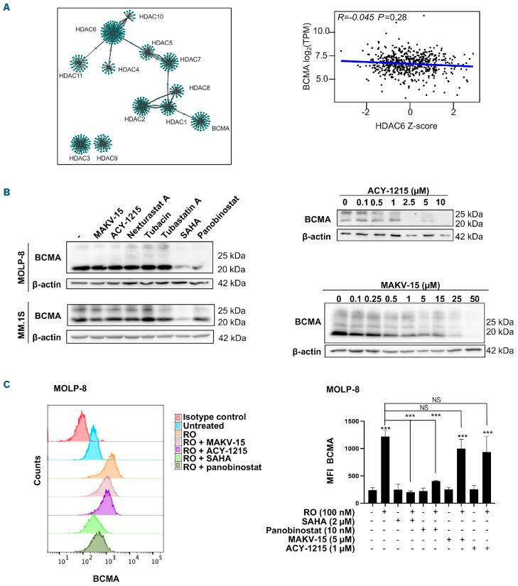 https://cdn.ncbi.nlm.nih.gov/pmc/blobs/d27a/11873690/9161ac1741d7/110784.fig3.jpg