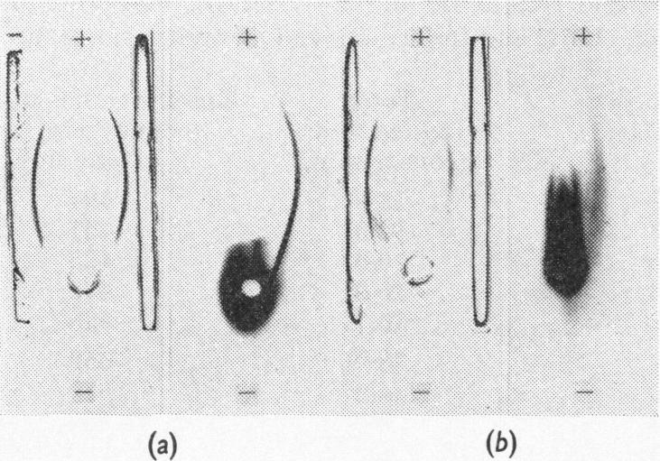 https://cdn.ncbi.nlm.nih.gov/pmc/blobs/d27b/1202189/85882ce7cade/biochemj00787-0007-a.jpg