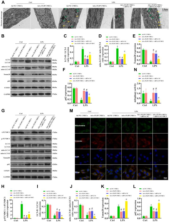 https://cdn.ncbi.nlm.nih.gov/pmc/blobs/d27b/12399170/3ae5628d4059/gr6.jpg