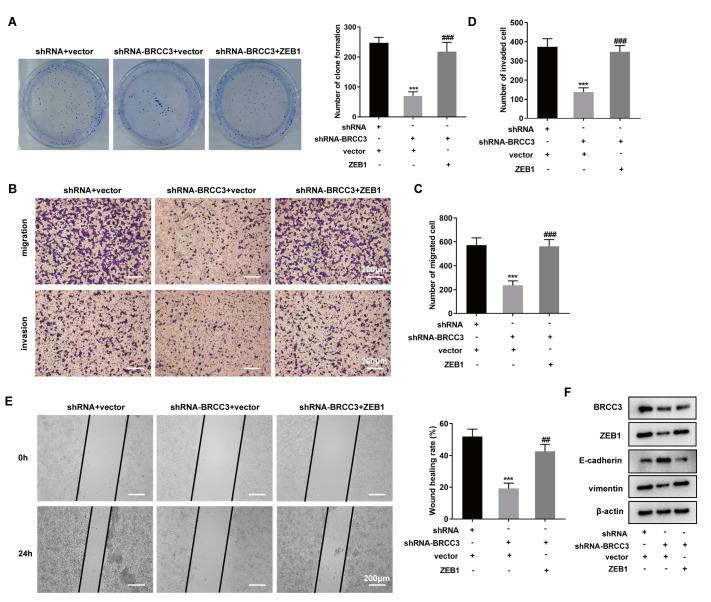 https://cdn.ncbi.nlm.nih.gov/pmc/blobs/d280/11090844/258310339c79/t4.jpg