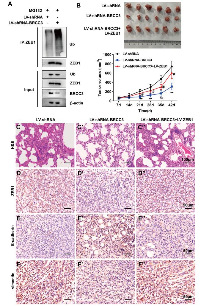 https://cdn.ncbi.nlm.nih.gov/pmc/blobs/d280/11090844/3629b4c244fd/t6.jpg