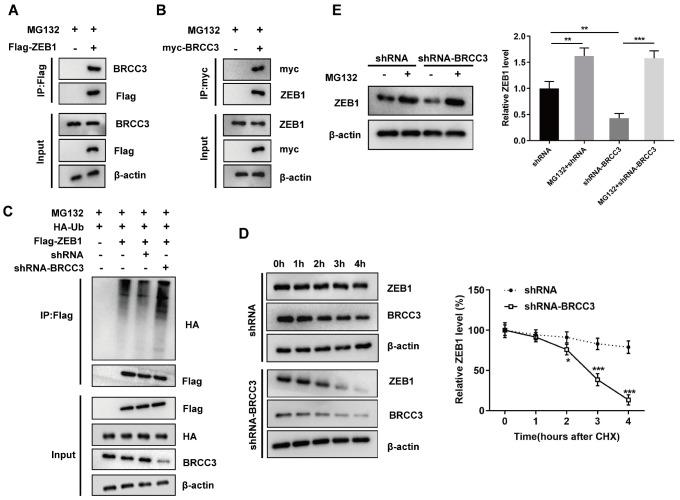 https://cdn.ncbi.nlm.nih.gov/pmc/blobs/d280/11090844/a42390b1031a/t3.jpg