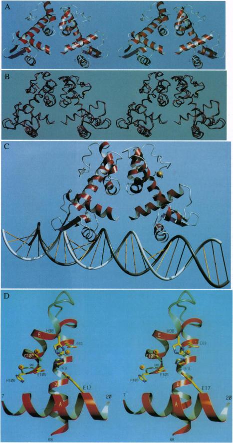 https://cdn.ncbi.nlm.nih.gov/pmc/blobs/d281/40899/8a5ab6852b48/pnas01499-0425-a.jpg