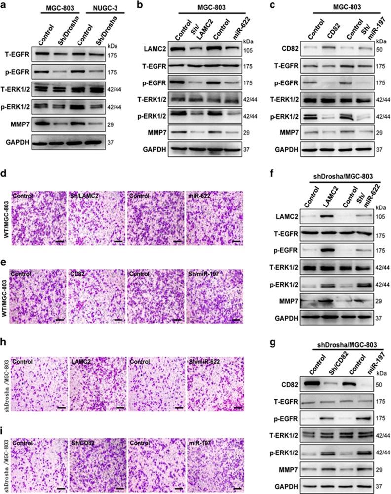 https://cdn.ncbi.nlm.nih.gov/pmc/blobs/d281/5386557/1a01ac66ebe3/cddis20175f6.jpg