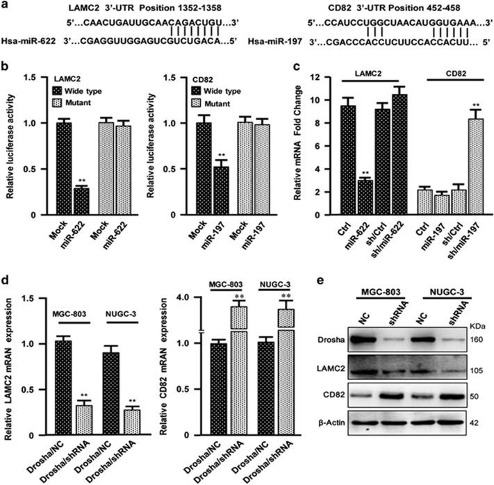 https://cdn.ncbi.nlm.nih.gov/pmc/blobs/d281/5386557/4a17c7547d27/cddis20175f4.jpg