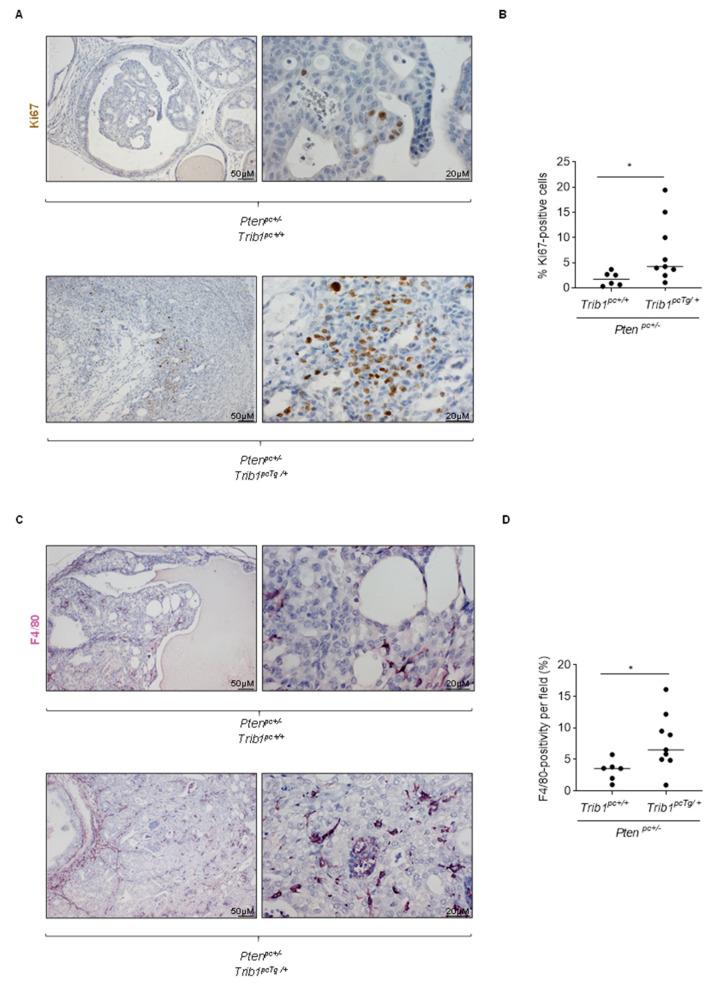 https://cdn.ncbi.nlm.nih.gov/pmc/blobs/d282/7565426/66e9b7f4d821/cancers-12-02593-g005.jpg
