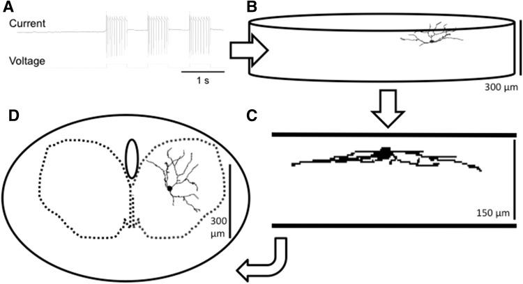 https://cdn.ncbi.nlm.nih.gov/pmc/blobs/d286/5009180/1fa0c1bf0039/429_2015_1130_Fig1_HTML.jpg