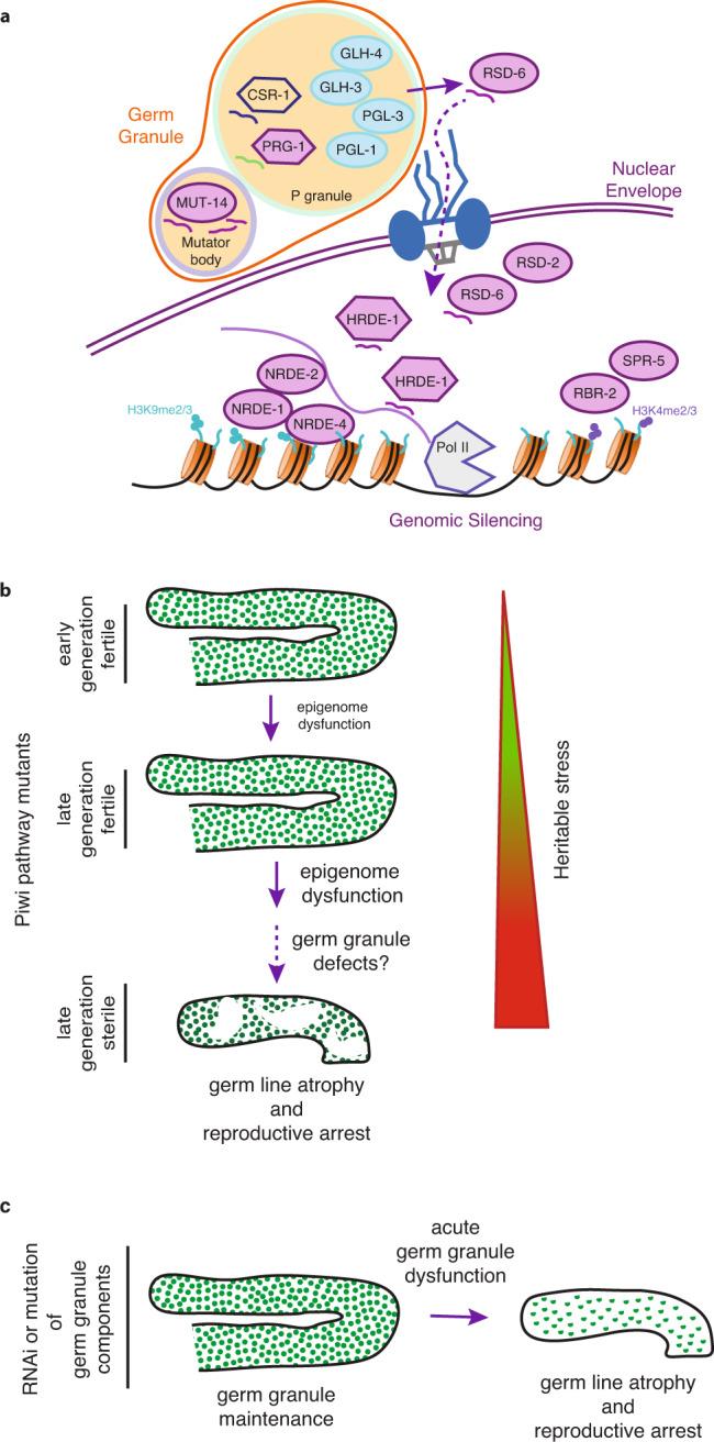 https://cdn.ncbi.nlm.nih.gov/pmc/blobs/d28b/7930041/257ee6f0ba6e/41467_2021_21635_Fig7_HTML.jpg