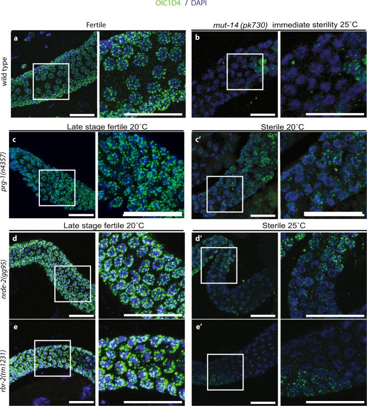 https://cdn.ncbi.nlm.nih.gov/pmc/blobs/d28b/7930041/312904760a1b/41467_2021_21635_Fig2_HTML.jpg