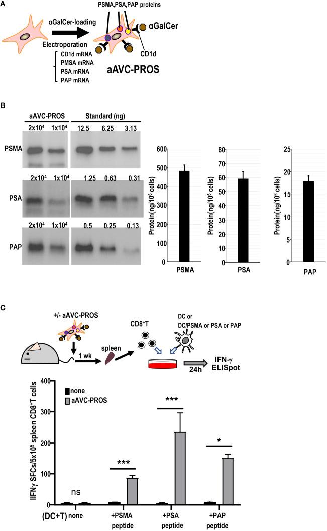 https://cdn.ncbi.nlm.nih.gov/pmc/blobs/d28f/10867576/df8b2abb47ba/fimmu-15-1345037-g007.jpg