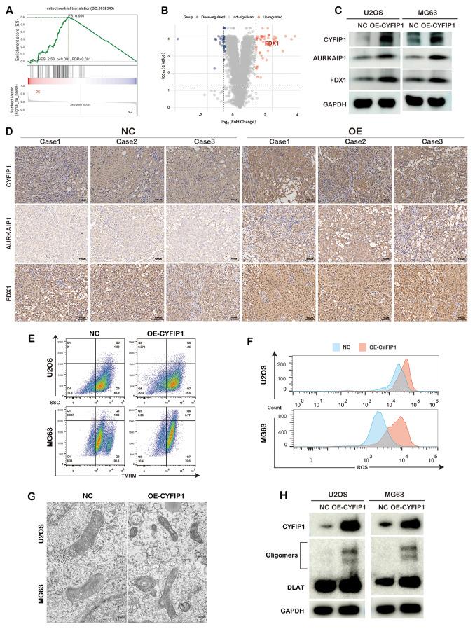 https://cdn.ncbi.nlm.nih.gov/pmc/blobs/d28f/11846196/287e5e840c2a/10020_2025_1127_Fig7_HTML.jpg