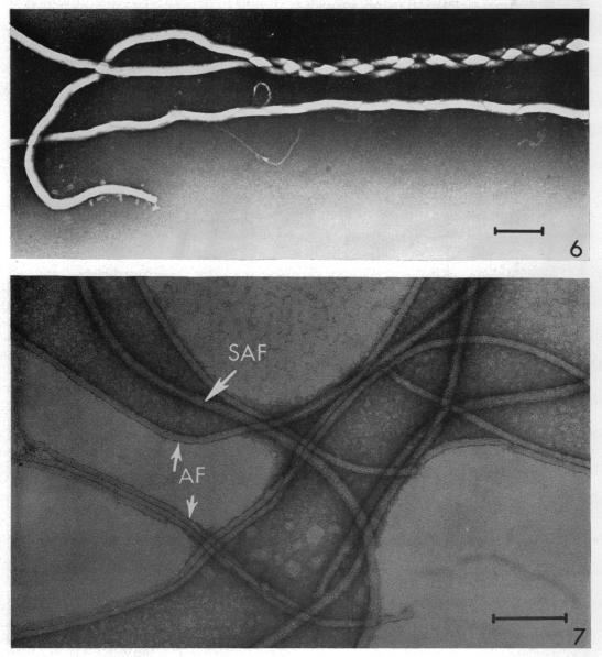 https://cdn.ncbi.nlm.nih.gov/pmc/blobs/d28f/252378/b79b24ab621a/jbacter00396-0288-a.jpg