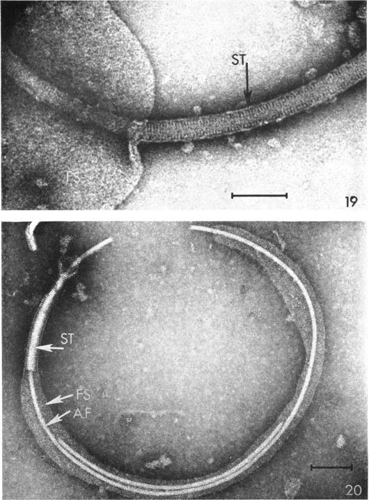https://cdn.ncbi.nlm.nih.gov/pmc/blobs/d28f/252378/ebb1e316029b/jbacter00396-0292-a.jpg
