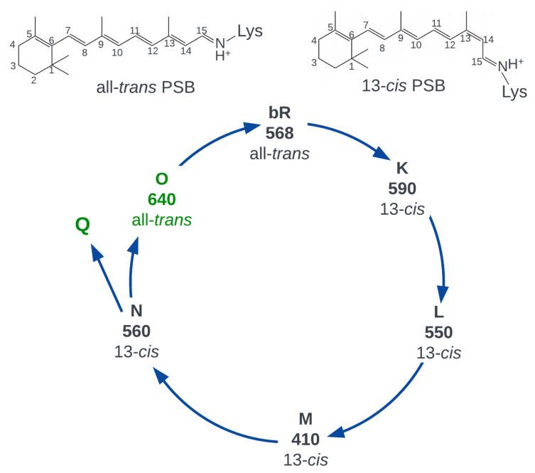 https://cdn.ncbi.nlm.nih.gov/pmc/blobs/d296/10743670/dcd889d09e01/ijms-24-17269-g003.jpg