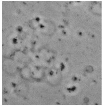 https://cdn.ncbi.nlm.nih.gov/pmc/blobs/d296/8087447/32d568c73b0e/elife-61453-fig4-figsupp4.jpg