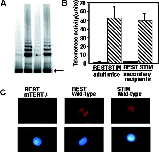https://cdn.ncbi.nlm.nih.gov/pmc/blobs/d298/2194261/8e0ff26f10e9/20021003f2.jpg