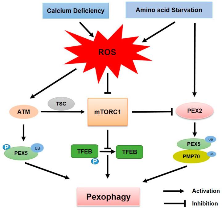 https://cdn.ncbi.nlm.nih.gov/pmc/blobs/d29a/11851658/1862475ed077/antioxidants-14-00126-g002.jpg