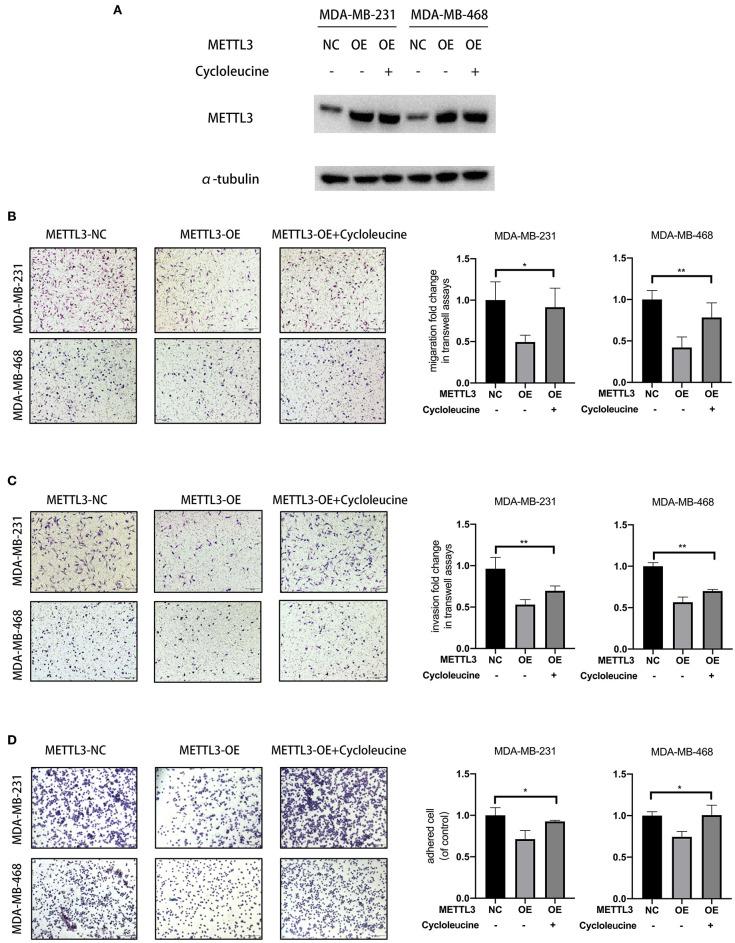 https://cdn.ncbi.nlm.nih.gov/pmc/blobs/d29e/7381173/6d1f408d8bc0/fonc-10-01126-g0003.jpg