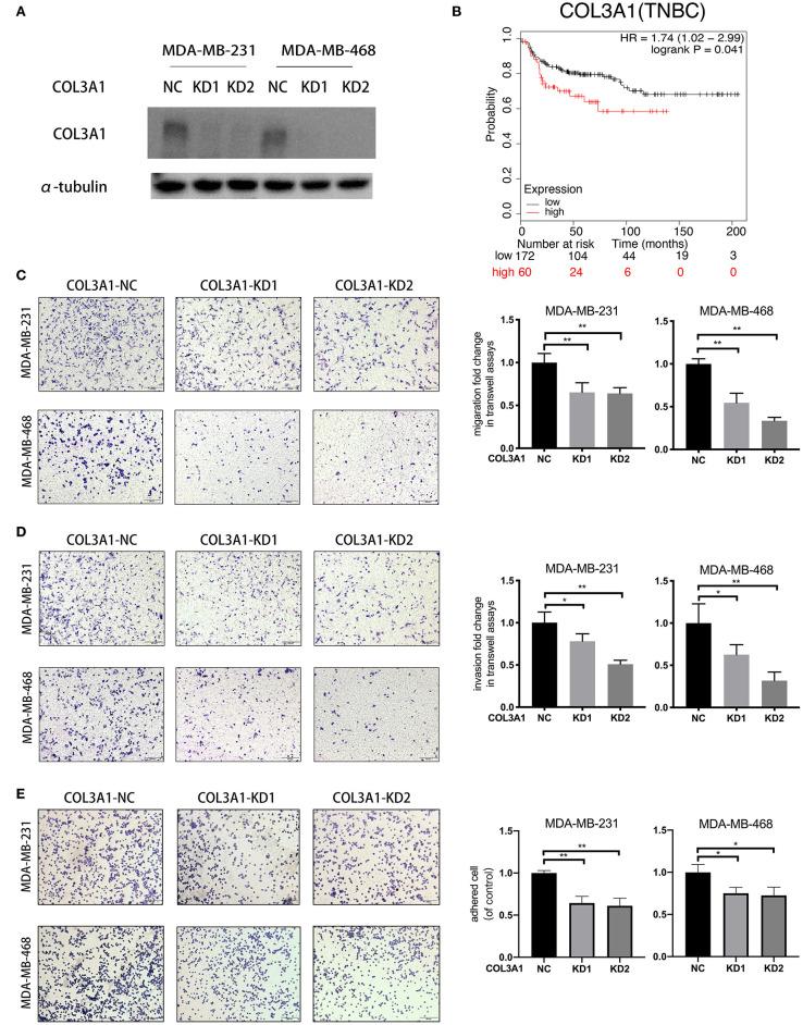 https://cdn.ncbi.nlm.nih.gov/pmc/blobs/d29e/7381173/9c0fc4870c8b/fonc-10-01126-g0006.jpg