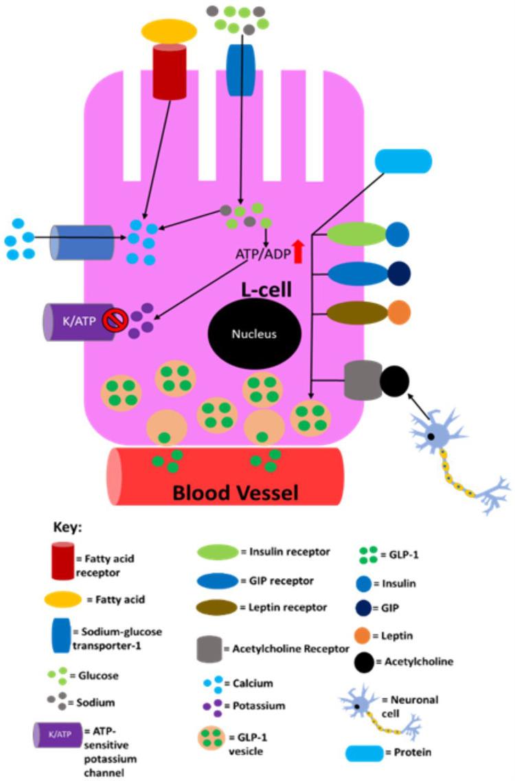https://cdn.ncbi.nlm.nih.gov/pmc/blobs/d2a0/11184168/ce2ac4709974/DMSO-17-2419-g0005.jpg