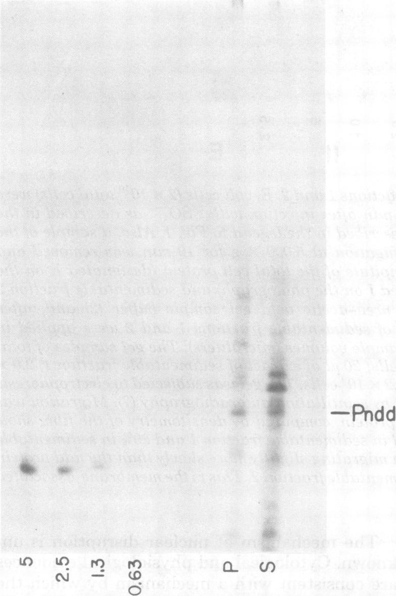 https://cdn.ncbi.nlm.nih.gov/pmc/blobs/d2a0/353473/92255b492e52/jvirol00188-0254-a.jpg