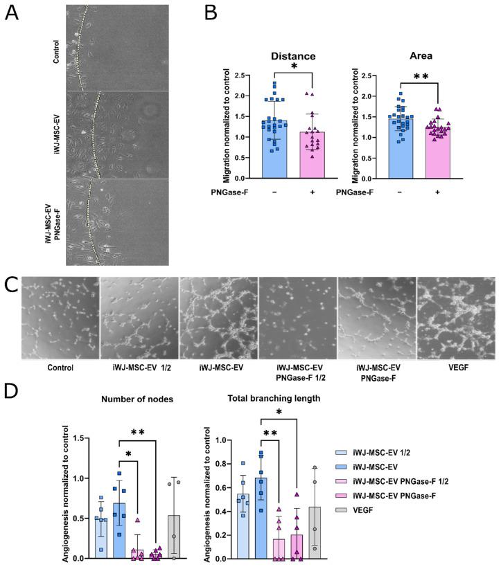 https://cdn.ncbi.nlm.nih.gov/pmc/blobs/d2a0/9455930/5fe2ffd6cadf/ijms-23-09539-g003.jpg