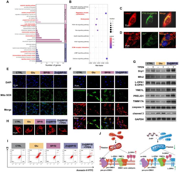 https://cdn.ncbi.nlm.nih.gov/pmc/blobs/d2a2/12036863/c6fda08ce081/thnov15p5073g006.jpg
