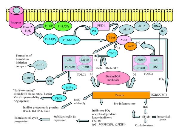 https://cdn.ncbi.nlm.nih.gov/pmc/blobs/d2a2/3205601/e9b1da7ec4b6/JOP2011-589813.001.jpg