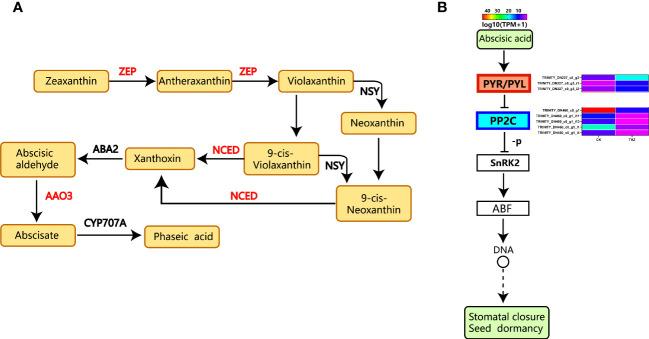 https://cdn.ncbi.nlm.nih.gov/pmc/blobs/d2a4/10522861/3b17cabcd795/fpls-14-1227507-g011.jpg