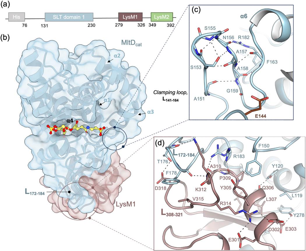 https://cdn.ncbi.nlm.nih.gov/pmc/blobs/d2a7/11327851/8dda8b8bdd7f/nihms-1998759-f0001.jpg