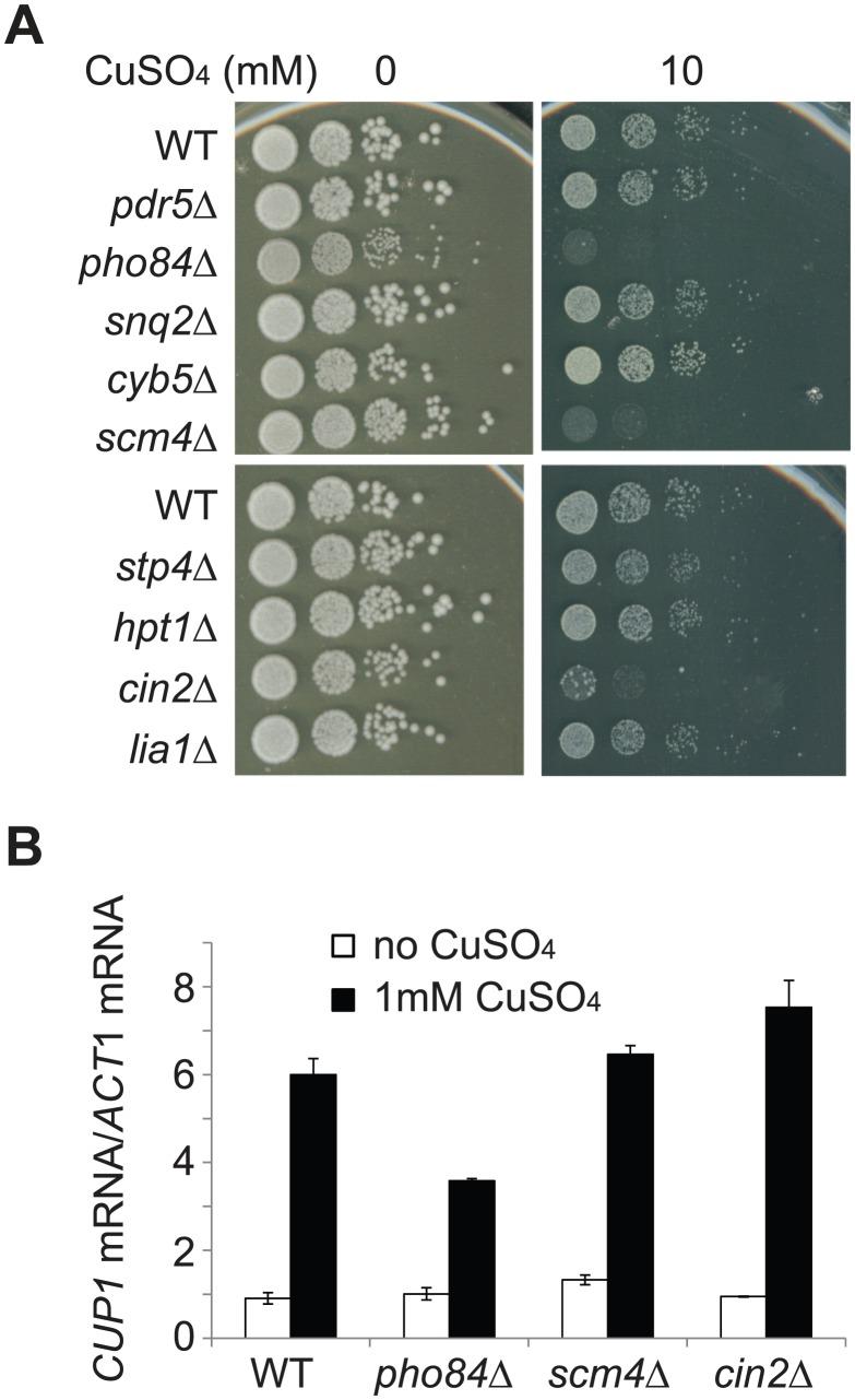 https://cdn.ncbi.nlm.nih.gov/pmc/blobs/d2a8/3554576/3392f08d3788/pgen.1003232.g005.jpg