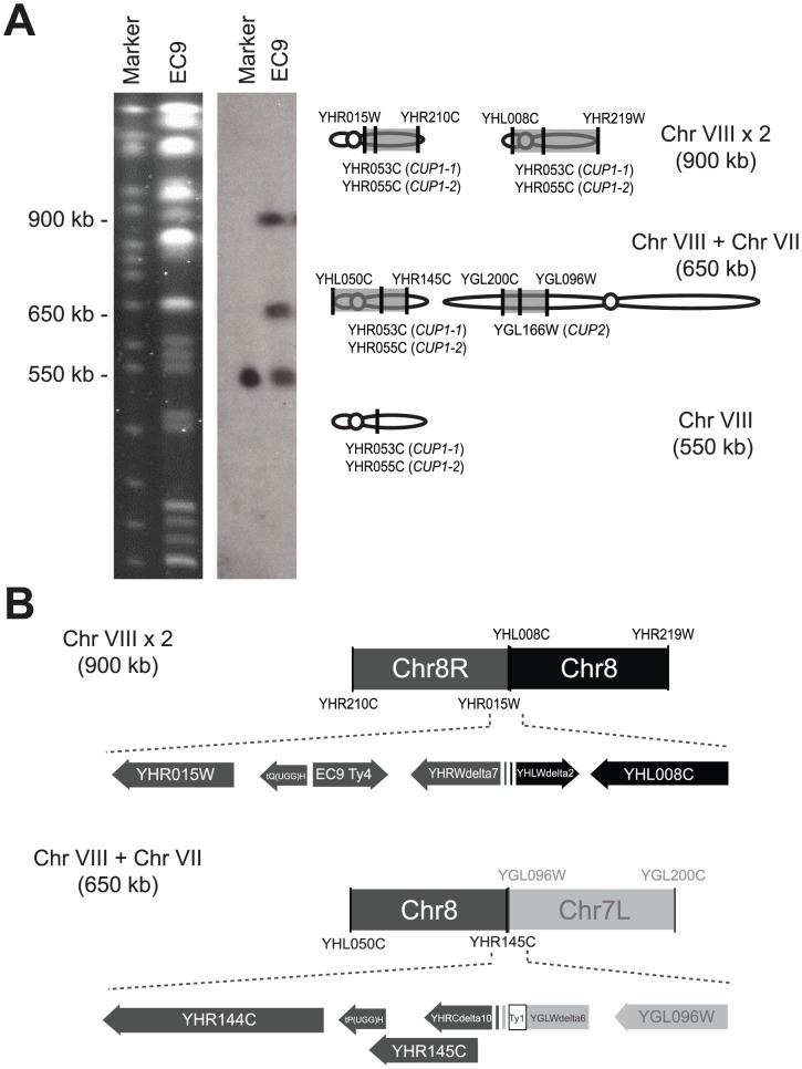 https://cdn.ncbi.nlm.nih.gov/pmc/blobs/d2a8/3554576/6f7dfc022b87/pgen.1003232.g002.jpg