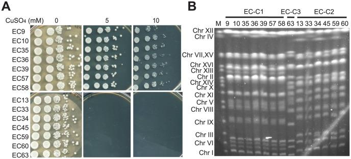 https://cdn.ncbi.nlm.nih.gov/pmc/blobs/d2a8/3554576/a2c969d48c16/pgen.1003232.g001.jpg